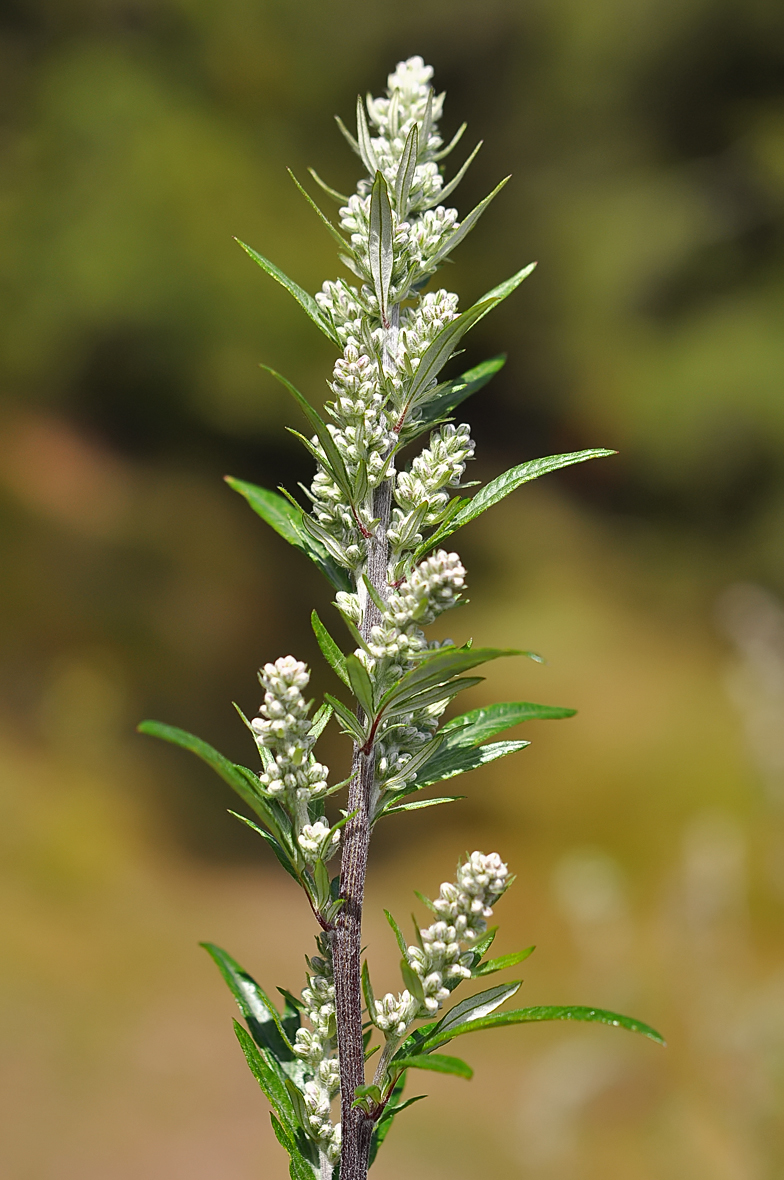 Artemisia vulgaris